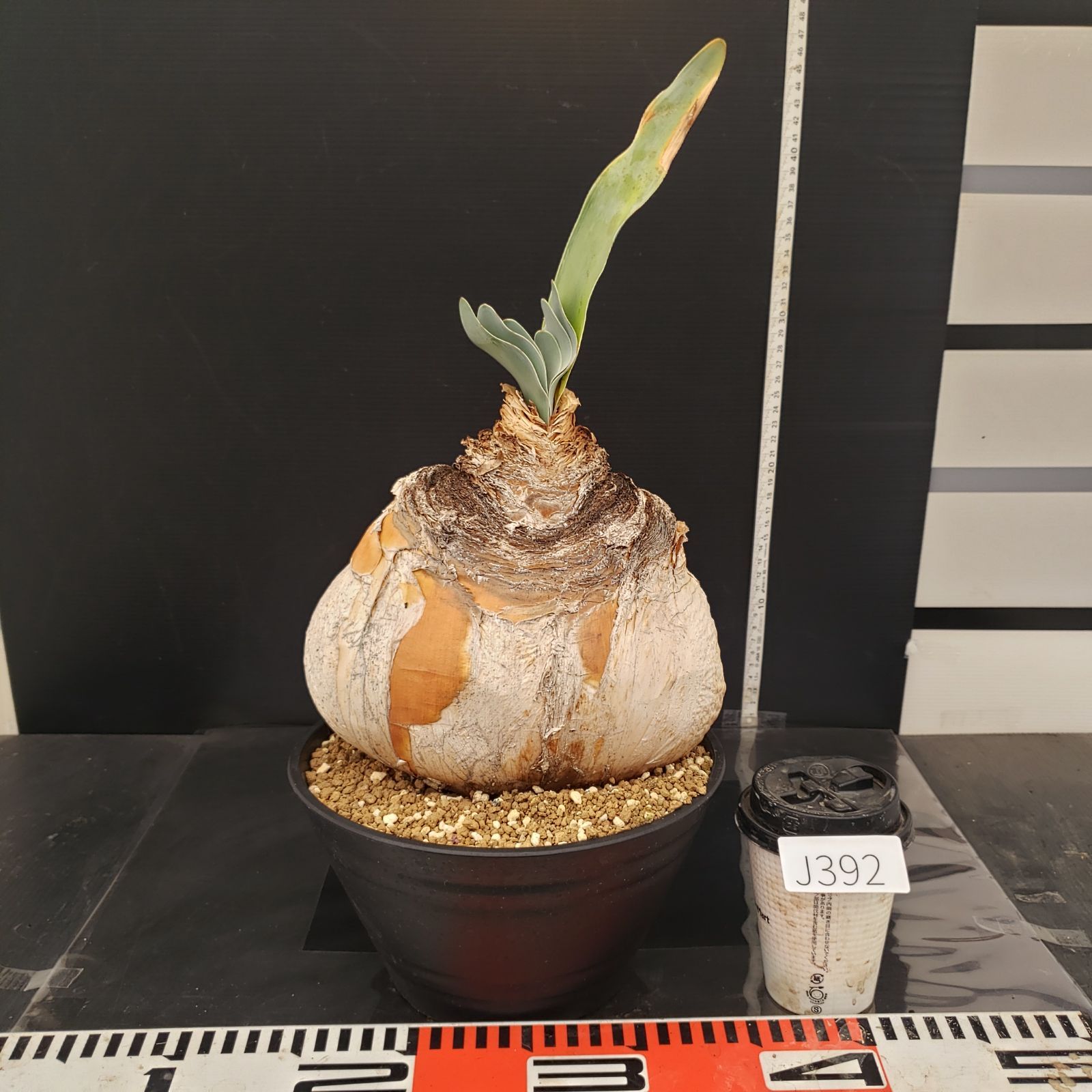 J392【自社養生株】ブーファン ハエマンソイデス（現地球・発根株