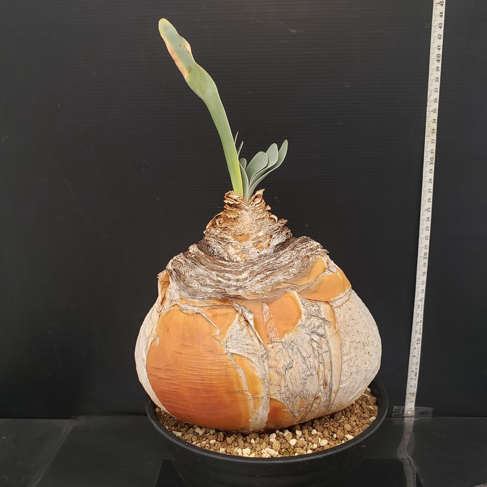 J392【自社養生株】ブーファン ハエマンソイデス（現地球・発根株