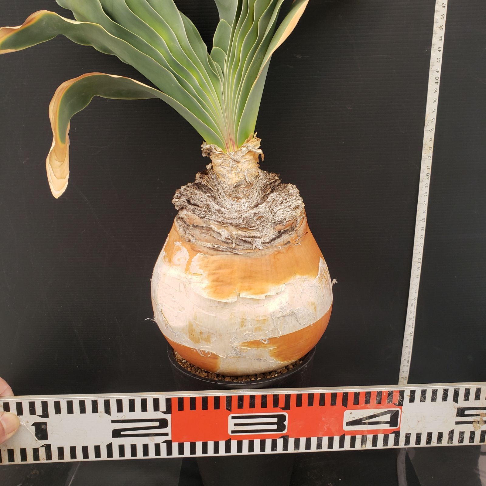 J396【自社養生株】ブーファン ハエマンソイデス（現地球・発根株