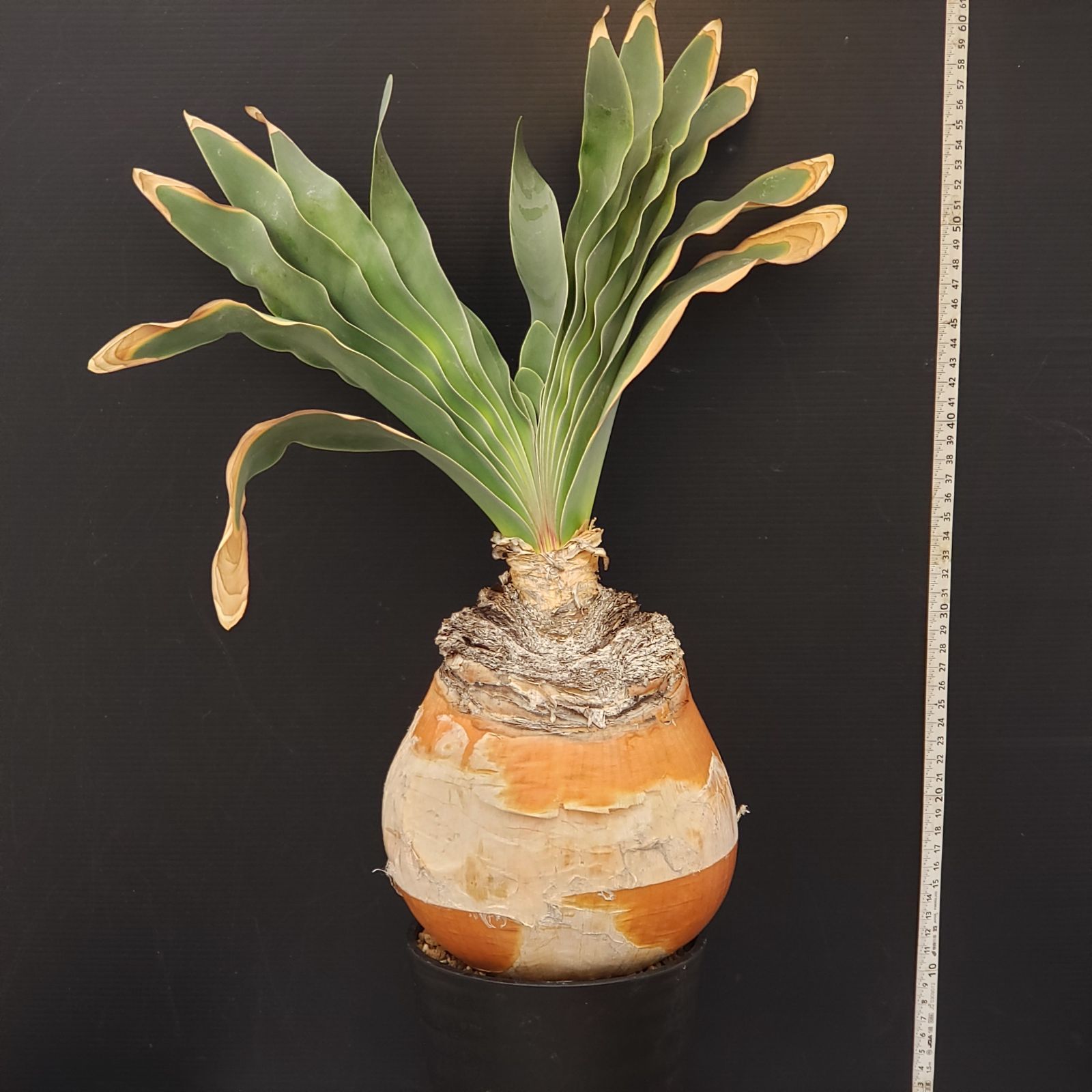 J396【自社養生株】ブーファン ハエマンソイデス（現地球・発根株