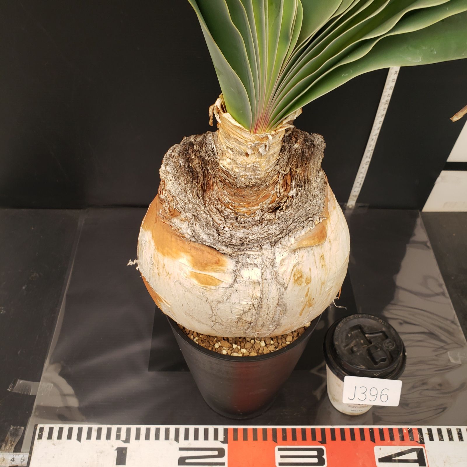 J396【自社養生株】ブーファン ハエマンソイデス（現地球・発根株