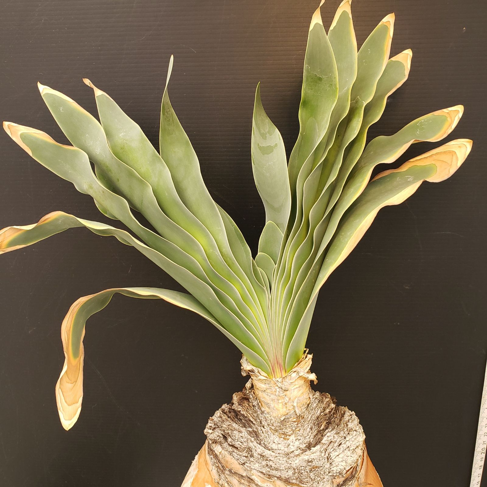 セ*道様 K11「球根植物」ブーファン ハエマンソイデス 産地株 20株 セ*道様 K11「球根植物」ブーファン ハエマンソイデス 産地株 20株 セ