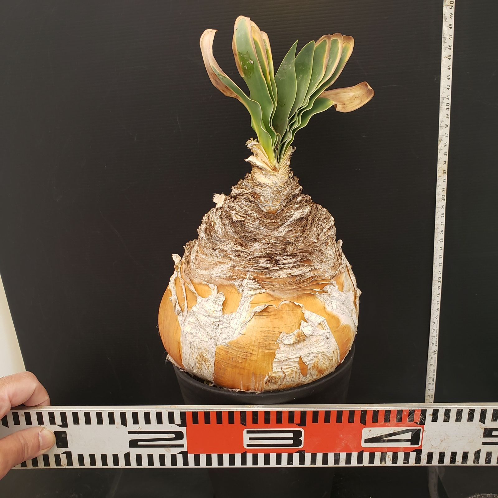 ブーファン ハエマンソイデス 発根済み 限地球 ブーファン ハエマンソイデス 発根済み 限地球