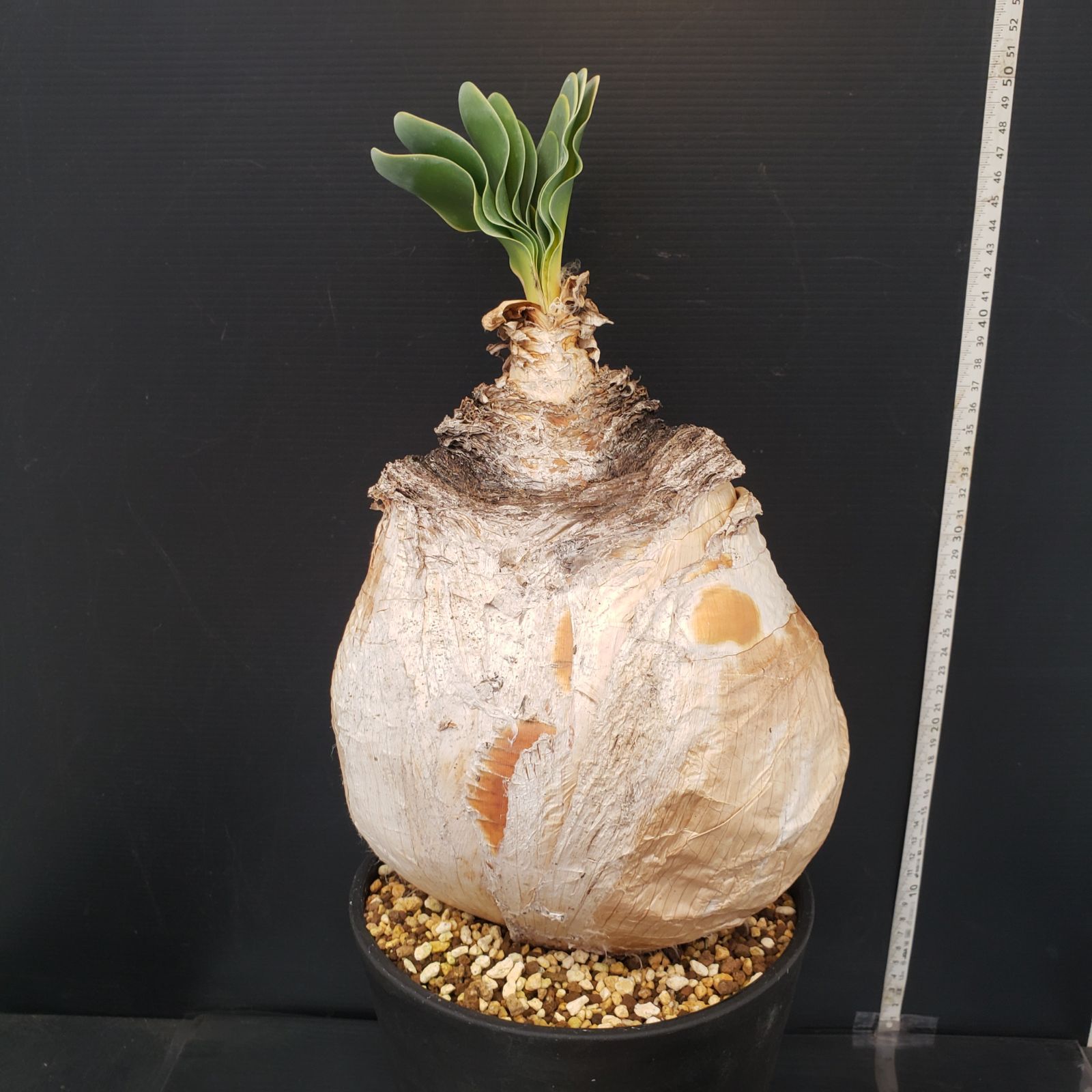 J398【自社養生株】ブーファン ハエマンソイデス（現地球・発根株