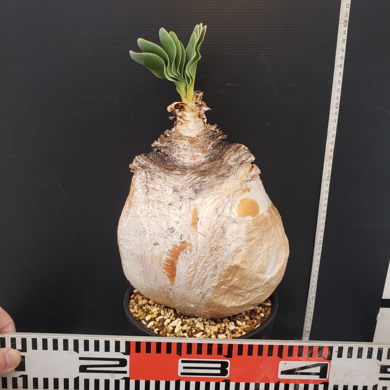 J398【自社養生株】ブーファン ハエマンソイデス（現地球・発根株