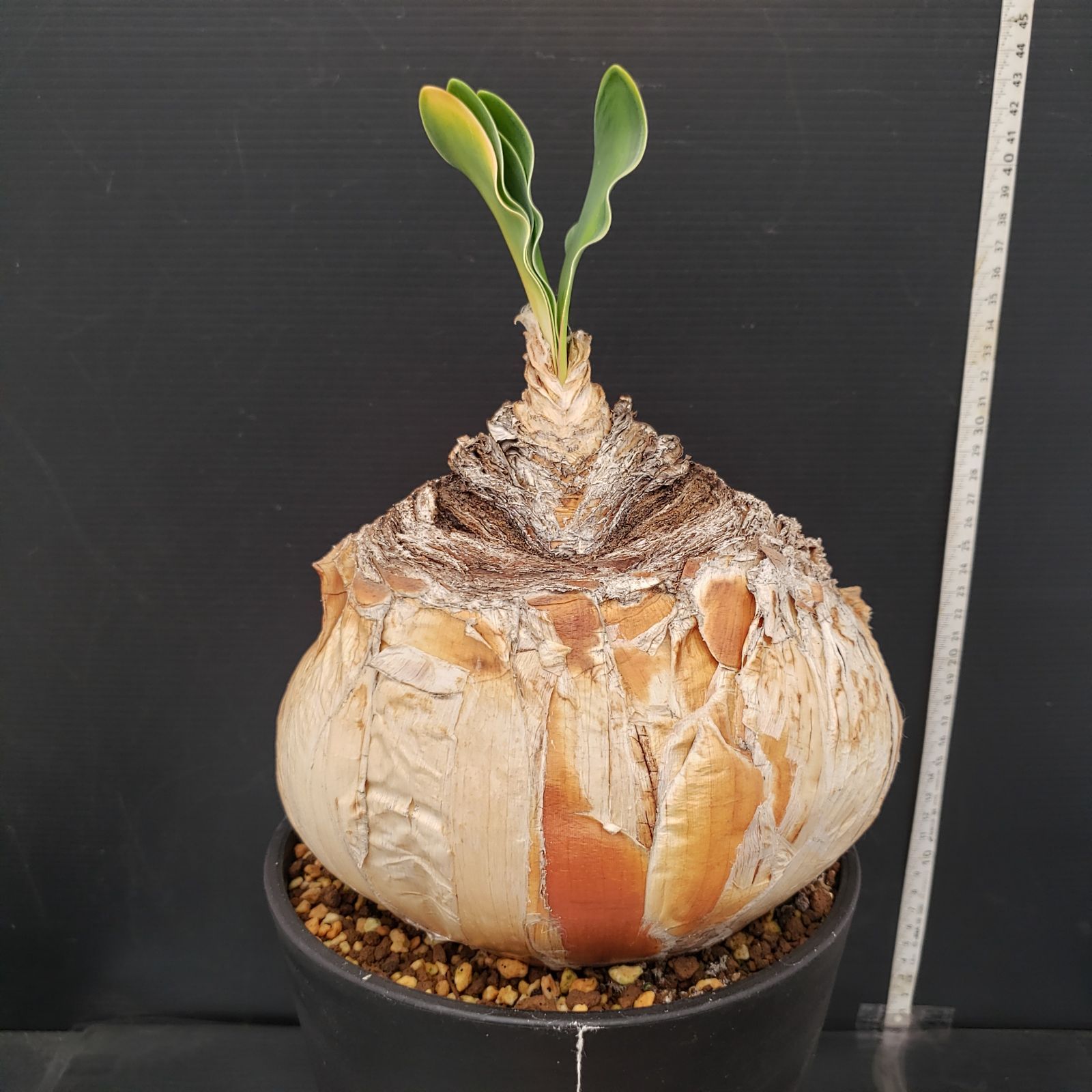 J399【自社養生株】ブーファン ハエマンソイデス（現地球・発根株