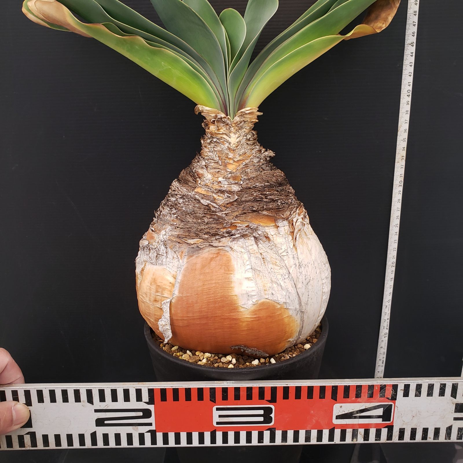 J400【自社養生株】ブーファン ハエマンソイデス（現地球・発根株