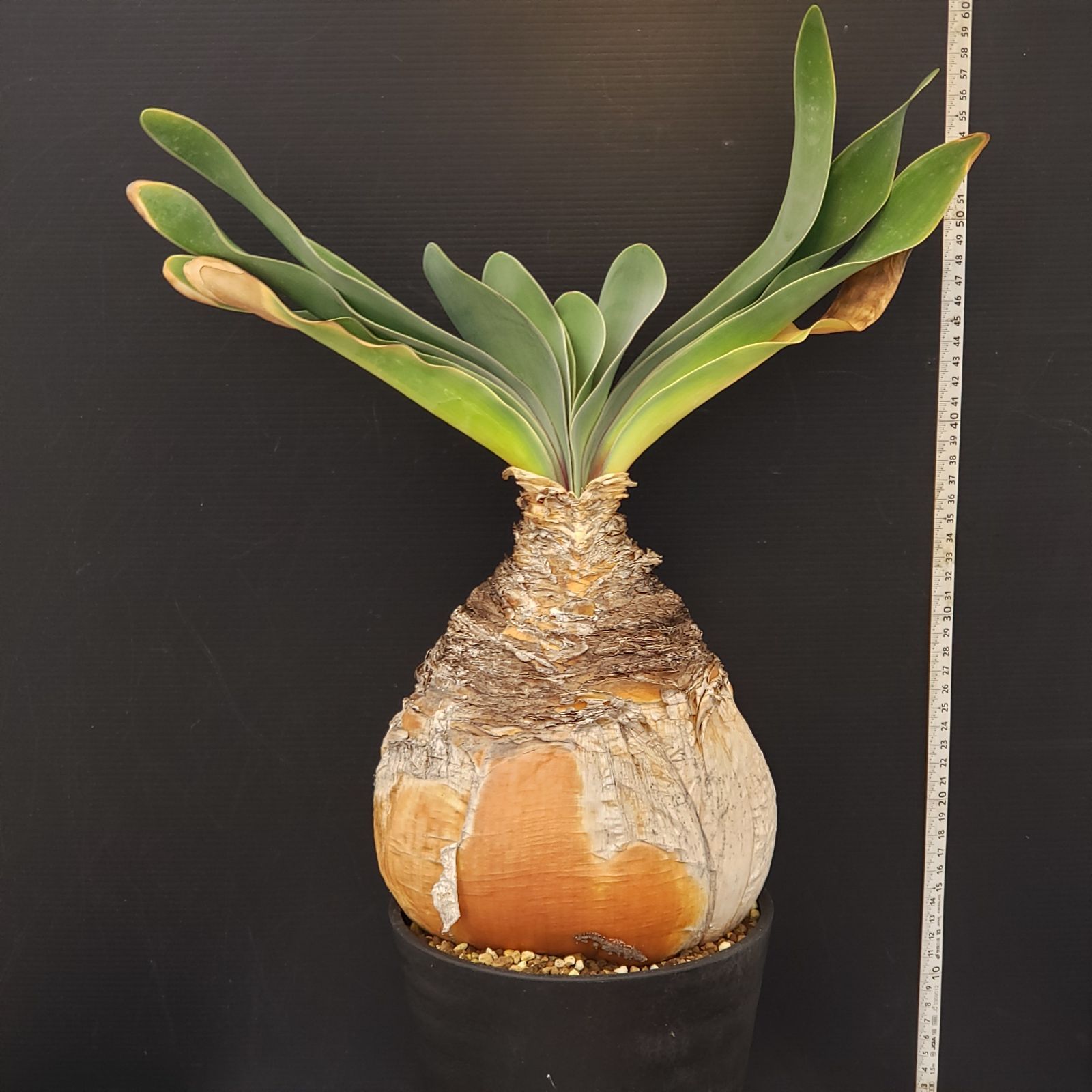 J400【自社養生株】ブーファン ハエマンソイデス（現地球・発根株