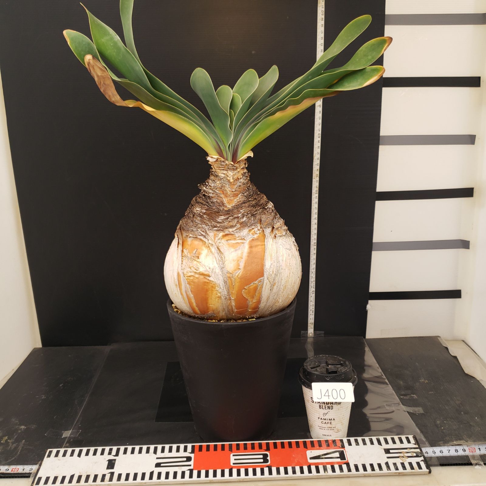 J400【自社養生株】ブーファン ハエマンソイデス（現地球・発根株