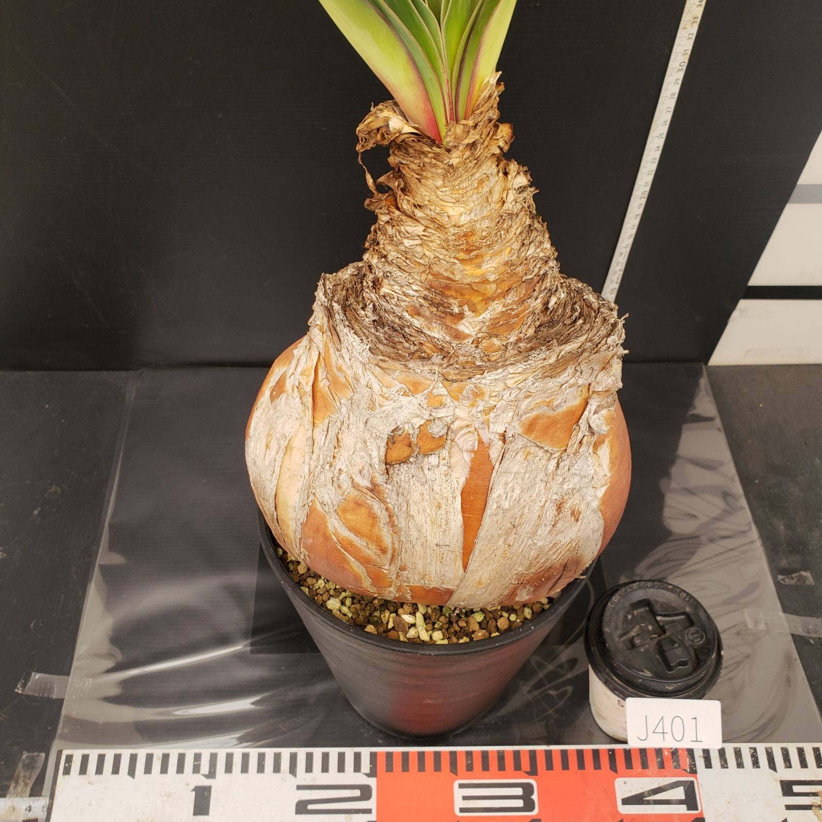 ブーファン ハエマンソイデス 発根済み 限地球 ブーファン ハエマンソイデス 【発根済み】HK2402555(T) | RAFLUM