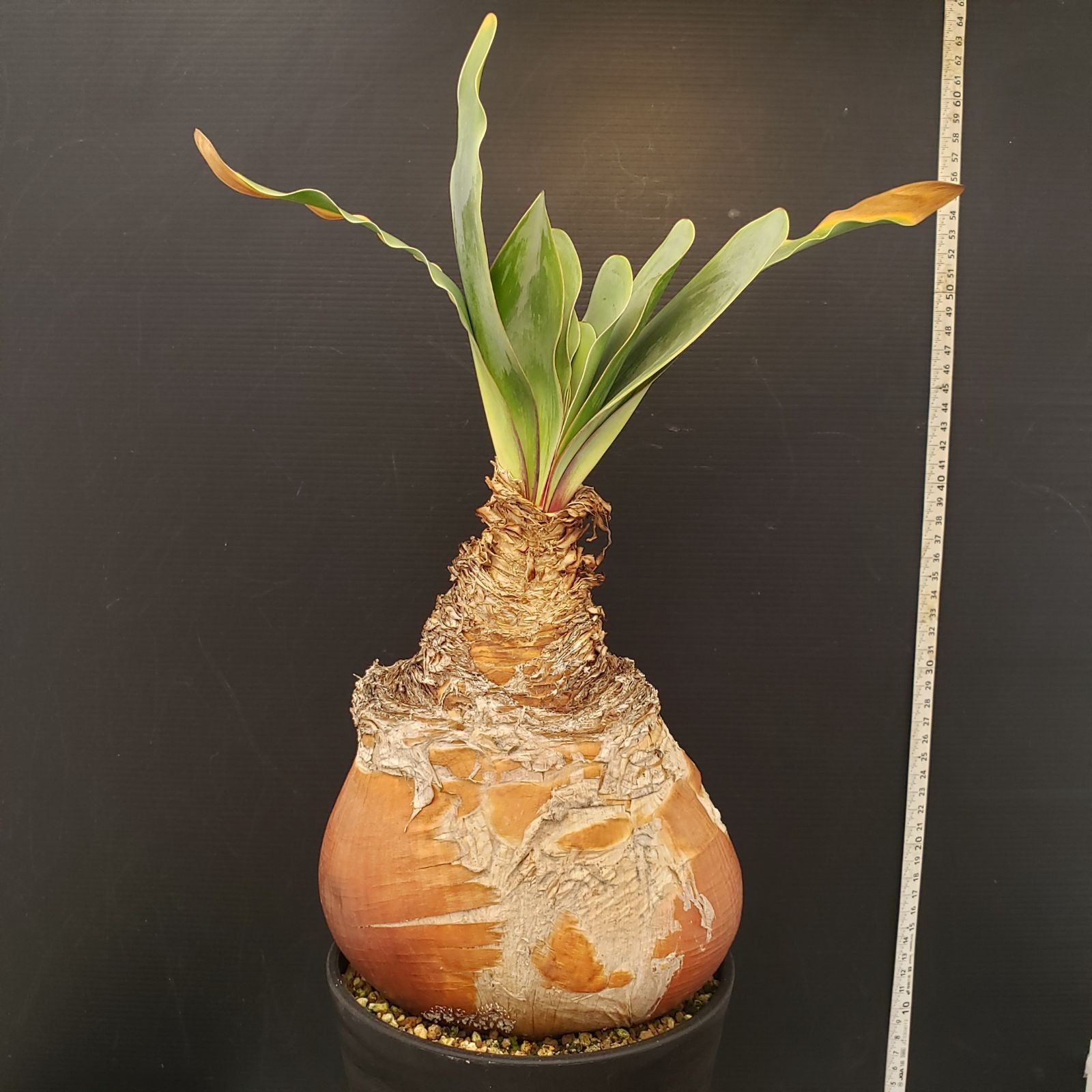 J401【自社養生株】ブーファン ハエマンソイデス（現地球・発根株