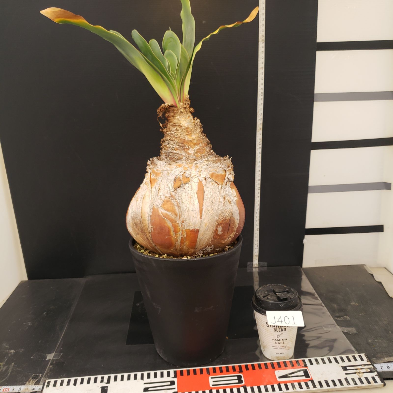 J401【自社養生株】ブーファン ハエマンソイデス（現地球・発根株