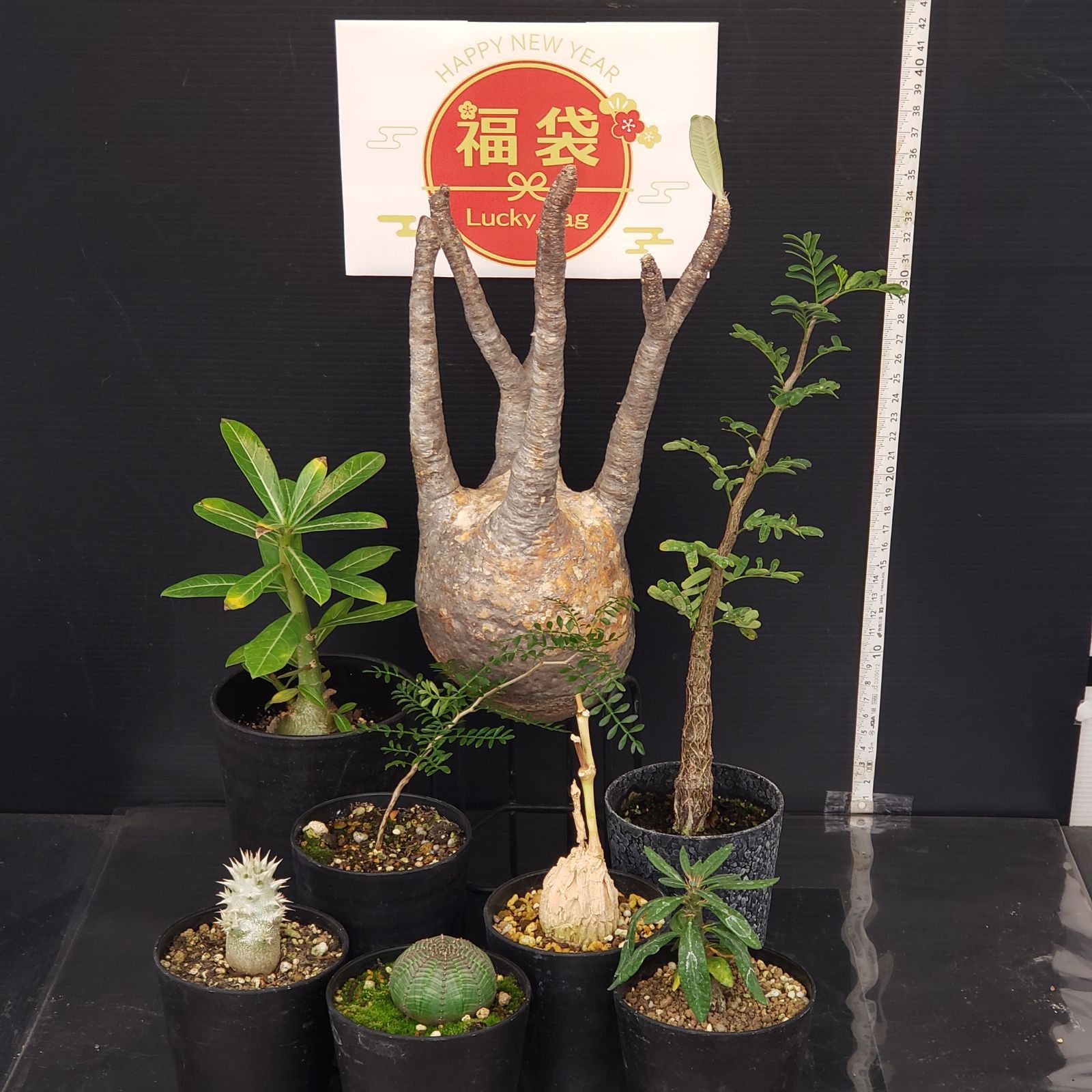 J 421 開運福袋 トクトクコーデックスセット 抜き苗 グラキリス 実生苗 センナ Pサキュレンタム パキプス ホロンベンセ Aソマレンセ Mシクロフィラ Eオベサ 商品につきノークレームノーリターンにてお願いいたします