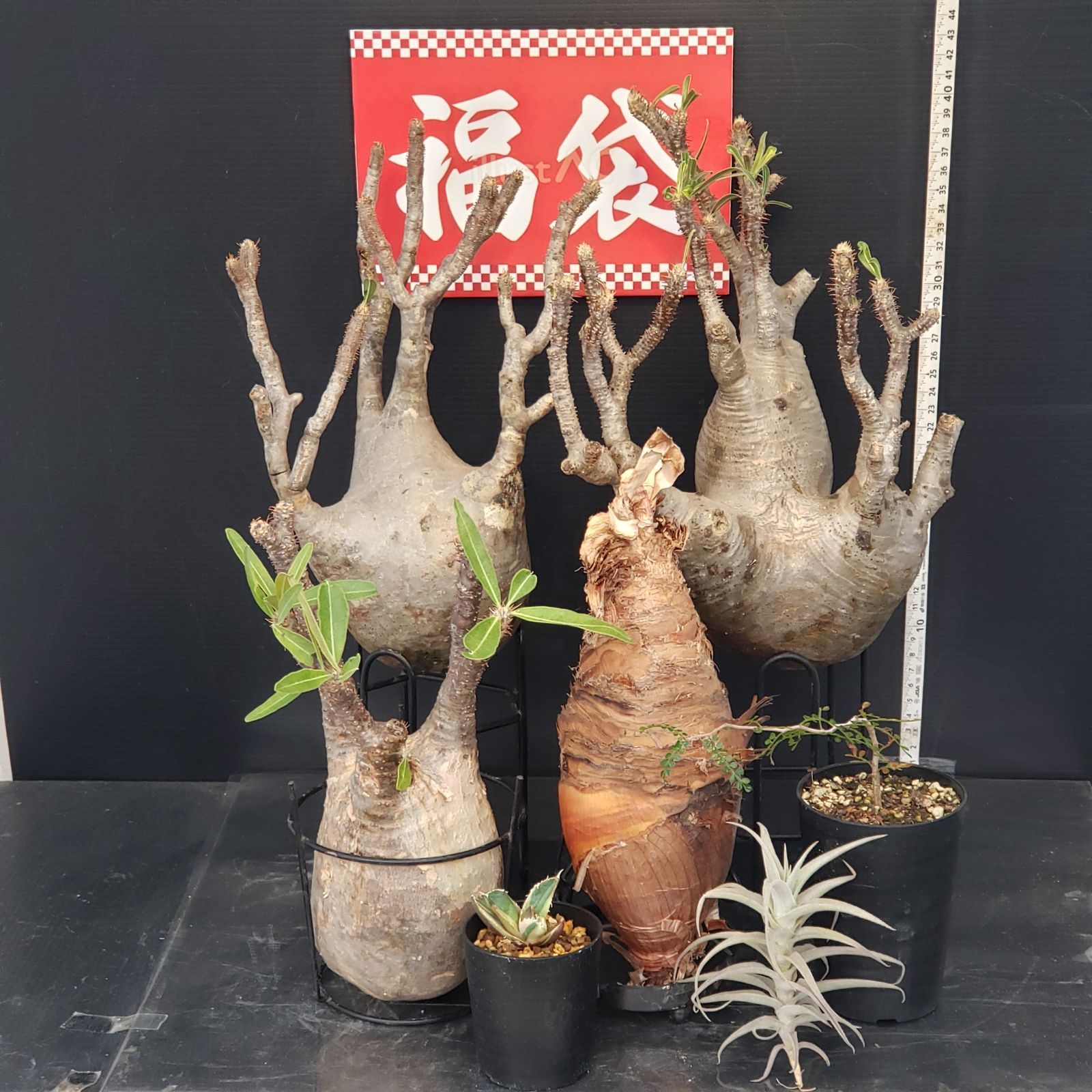 J 434 開運福袋 トクトクコーデックスセット 抜き苗 グラキリス Bディスティチャ エアプランツ 実生苗 パキプス A南アフリカダイヤモンド 商品につきノークレームノーリターンにてお願いいたします