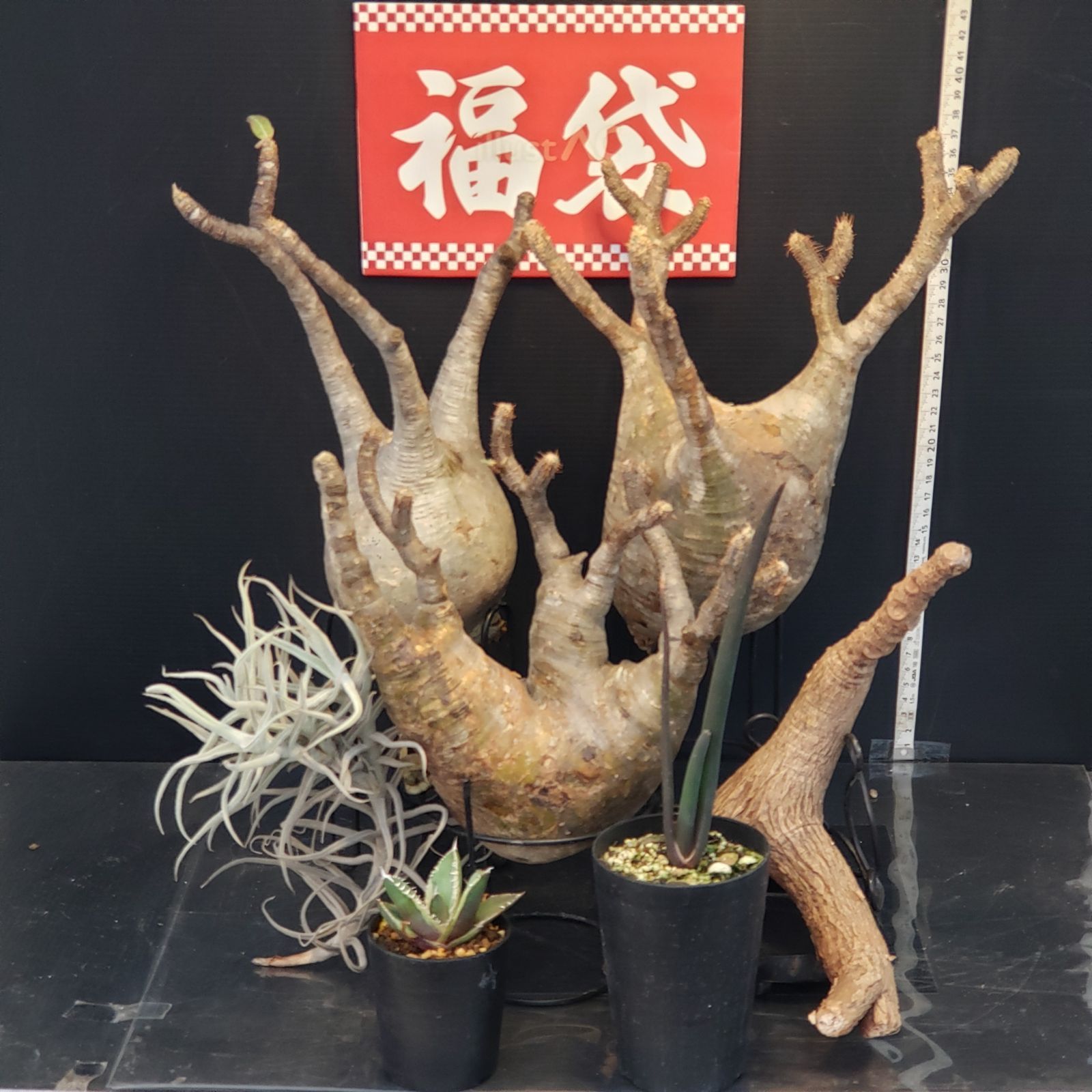 J 441 開運福袋 トクトクコーデックスセット 抜き苗 グラキリス Fミラビリス エアプランツ 実生苗 Aスザンナエ A南アフリカダイヤモンド 商品につきノークレームノーリターンにてお願いいたします