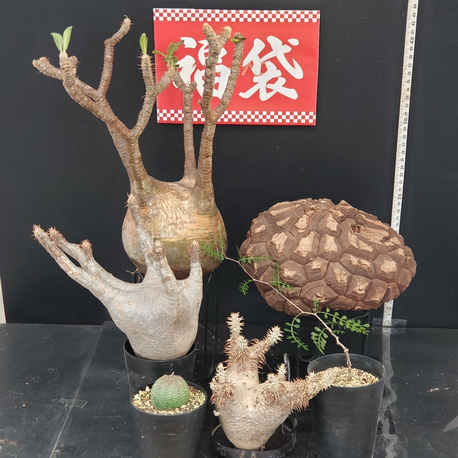 グラキリス　現地球　つぼ型　とっくり　良型　選抜　コレクション J422【開運福袋！】トクトクコーデックスセット（抜き苗：グラキリス