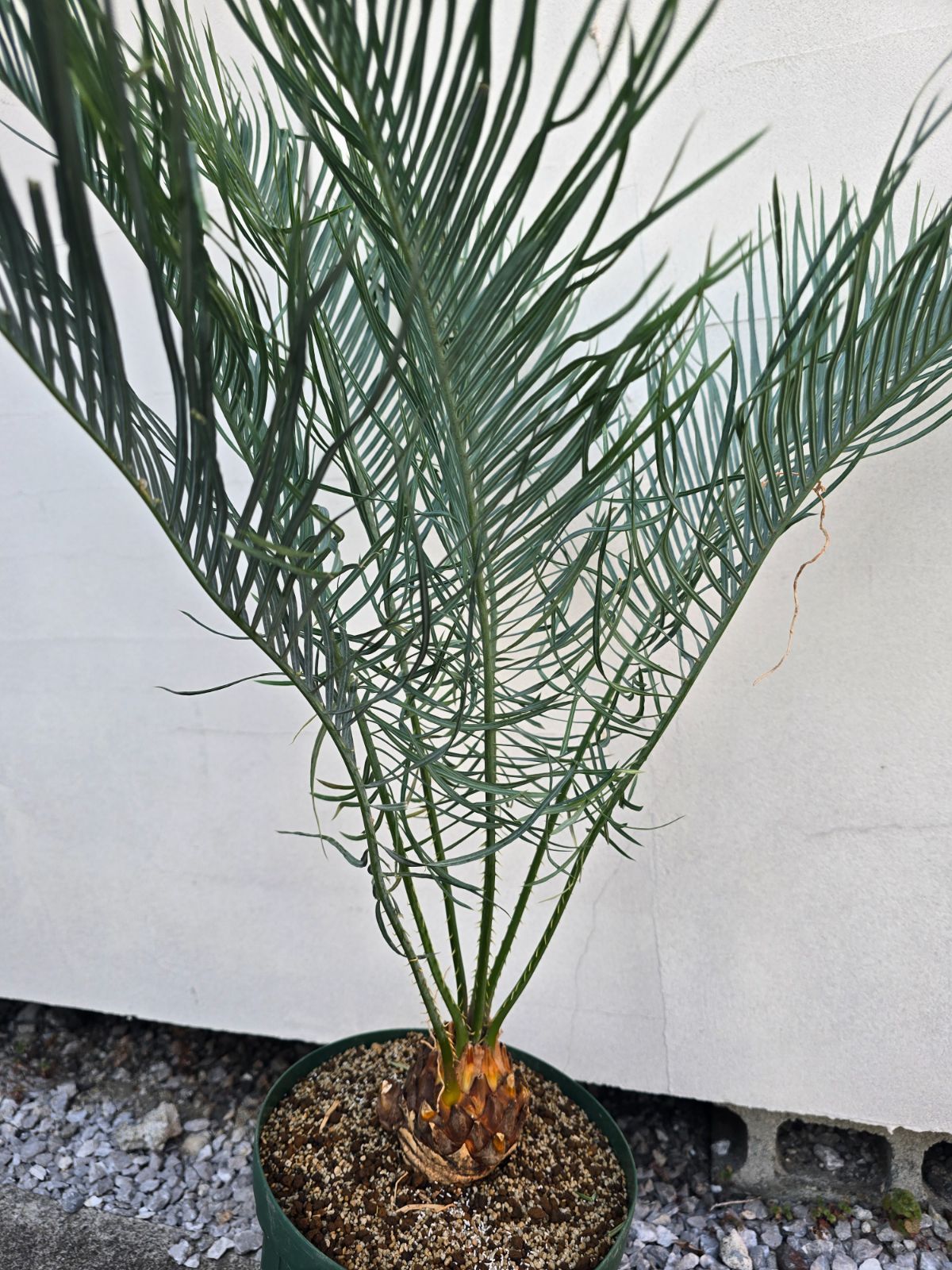 サイカス カイルンシアナ 発根良好！幹幅8cm!!子株あり！◇cycas