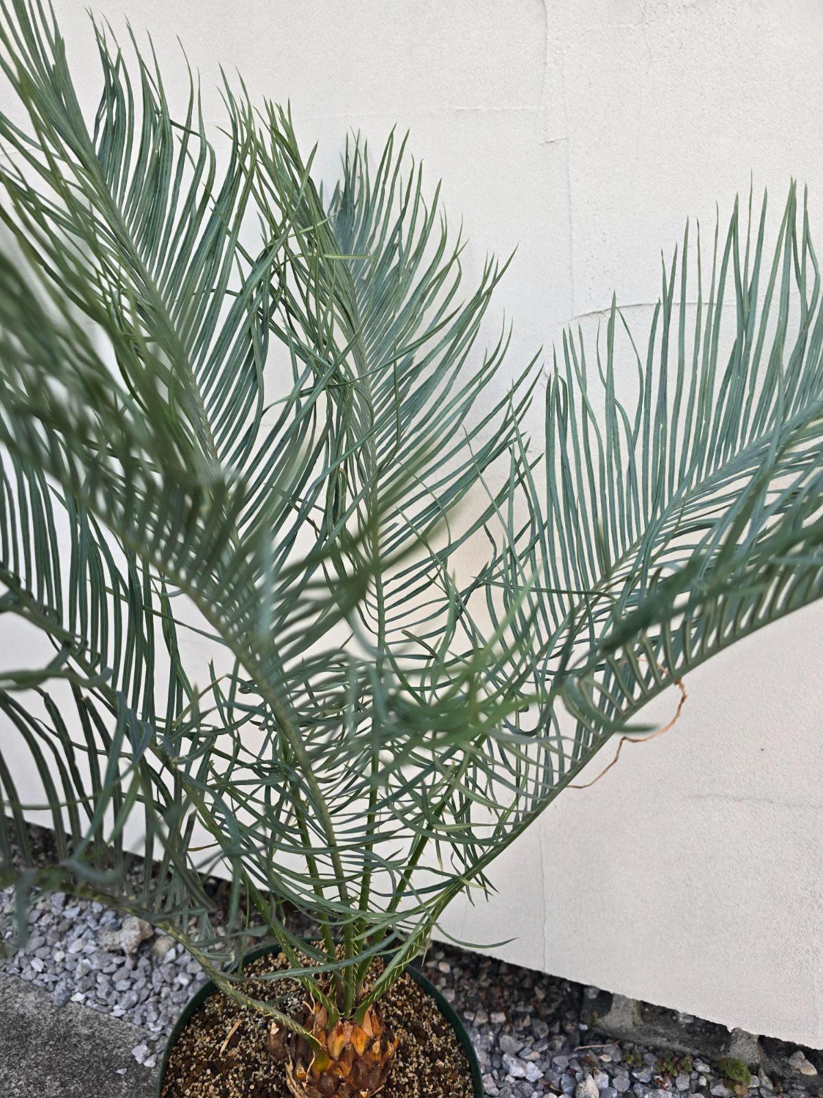 サイカス カイルンシアナ 発根良好！幹幅8cm!!子株あり！◇cycas