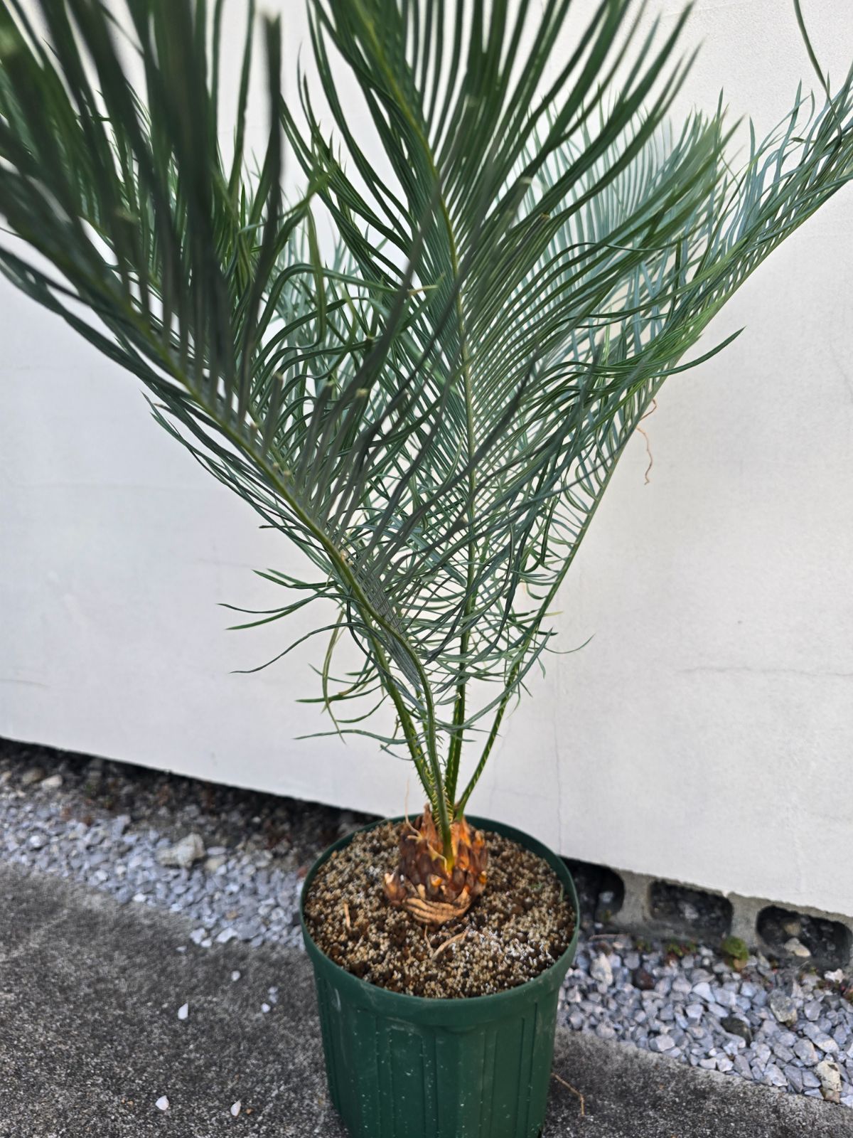 サイカス カイルンシアナ 発根良好！幹幅8cm!!子株あり！◇cycas