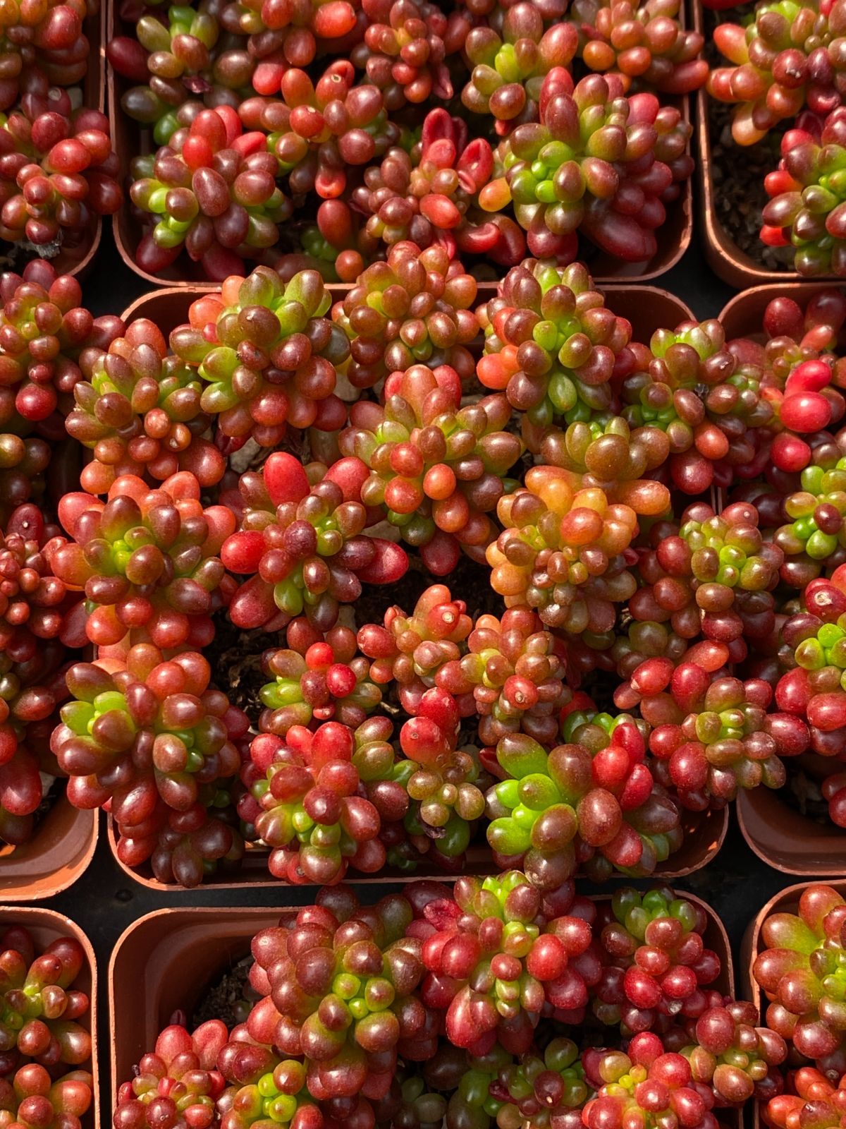 動物の惑星 韓国88体限定 エメラルドツリーボア 赤 レッドアガボイデスhyd | RuPo 多肉植物専門店