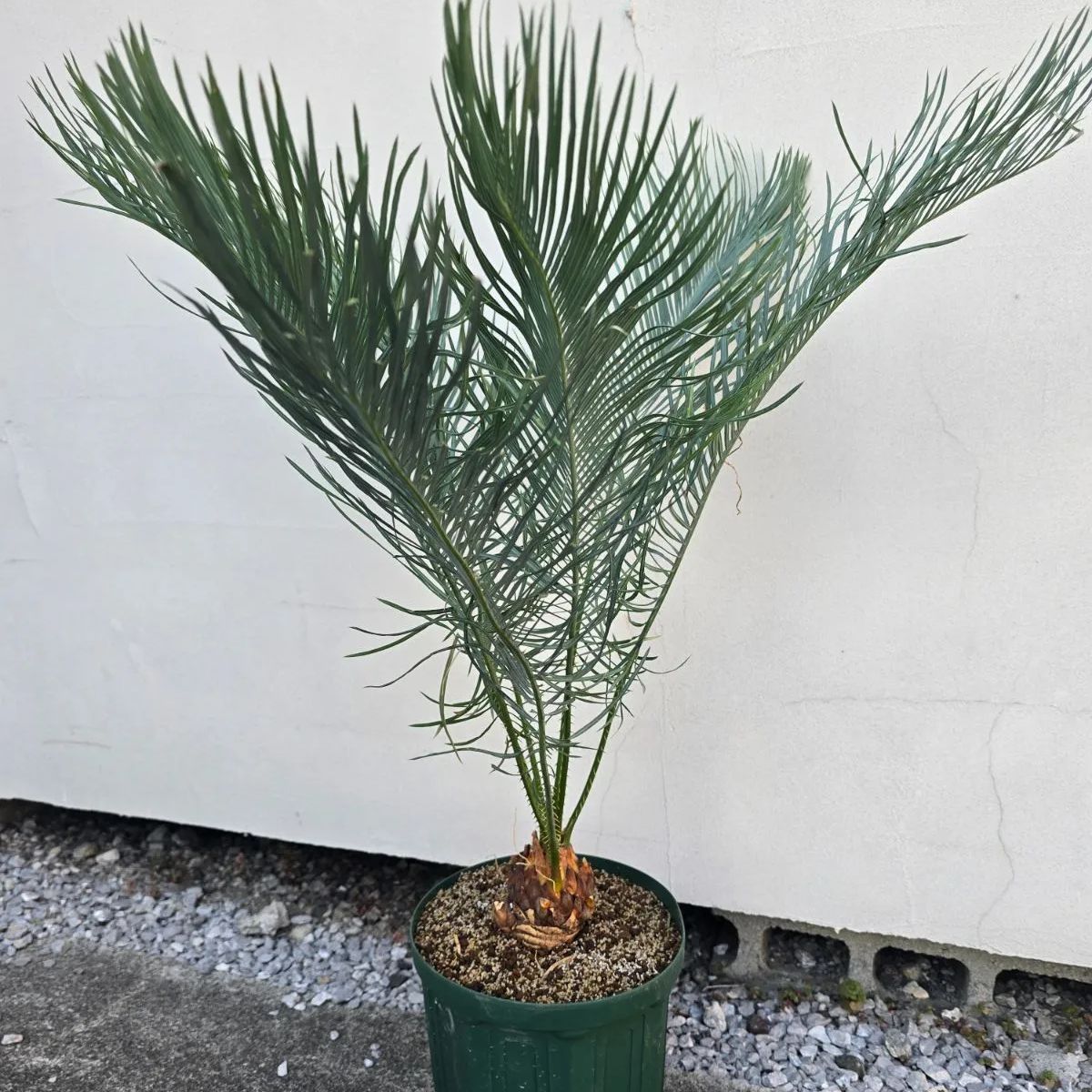 サイカス カイルンシアナ 発根良好！幹幅8cm!!子株あり！◇cycas