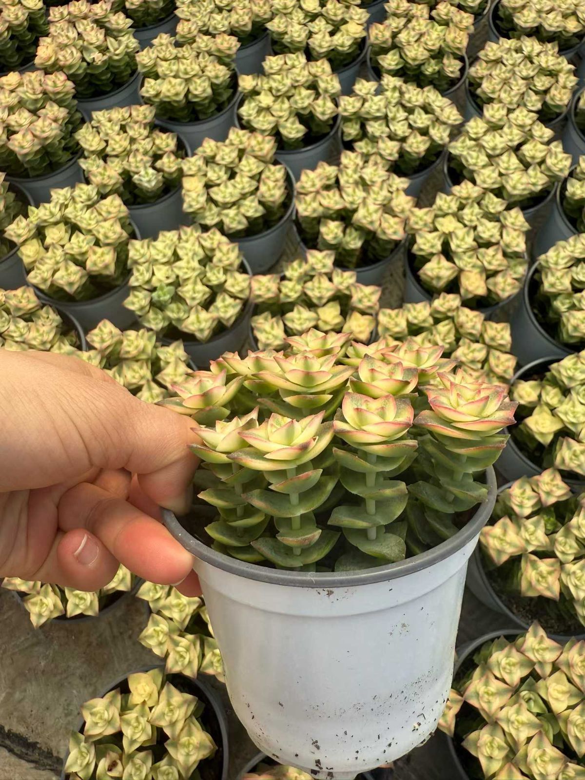 草星人！24cm 錦晃星｜- 徳島ガーデニング用品や多肉植物の通販サイト｜A.N.S