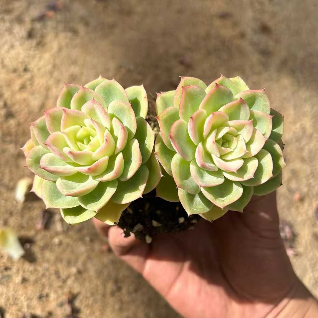 18株の抜き苗セット】ハミメロン 多肉植物 佐川急便発送 エケベリア