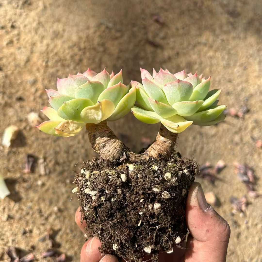 多肉植物　韓国苗　パラメラ　抜き苗 多肉植物 韓国苗 ホワイトラバー 抜き苗 - メルカリ