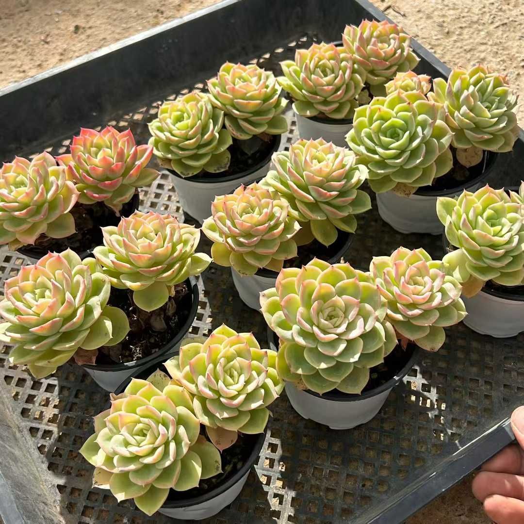 18株の抜き苗セット】ハミメロン 多肉植物 佐川急便発送 エケベリア