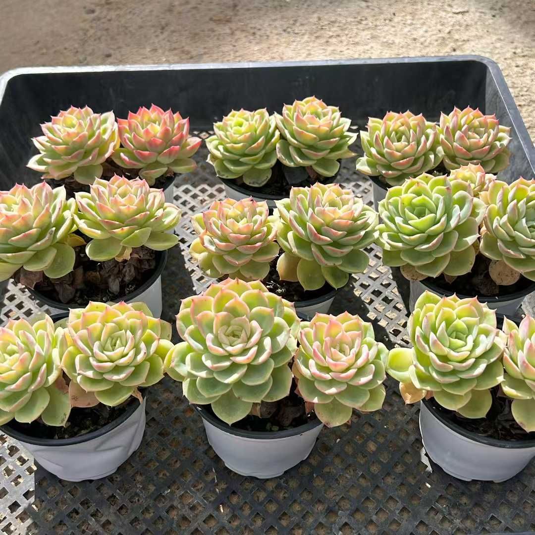 18株の抜き苗セット】ハミメロン 多肉植物 佐川急便発送 エケベリア