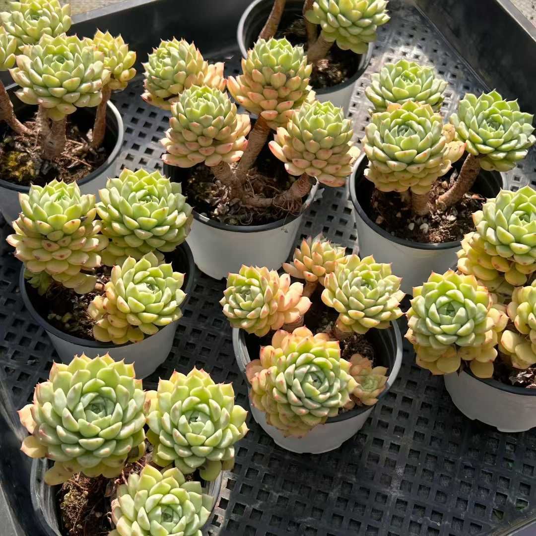 18株の抜き苗セット】ミア 多肉植物 佐川急便発送 エケベリア 韓国苗