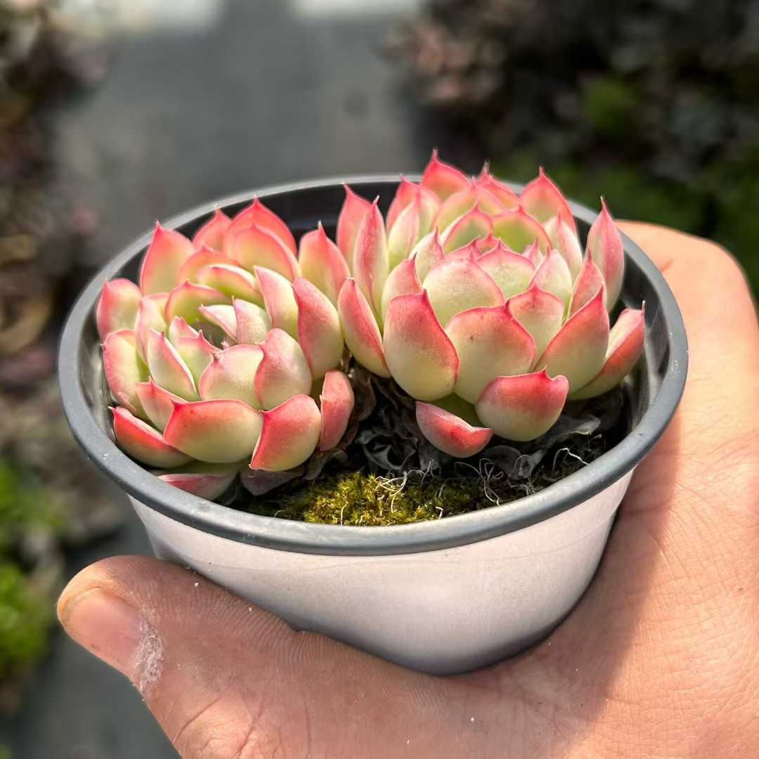 18株の抜き苗セット】イチゴアイス 多肉植物 佐川急便発送 エケベリア