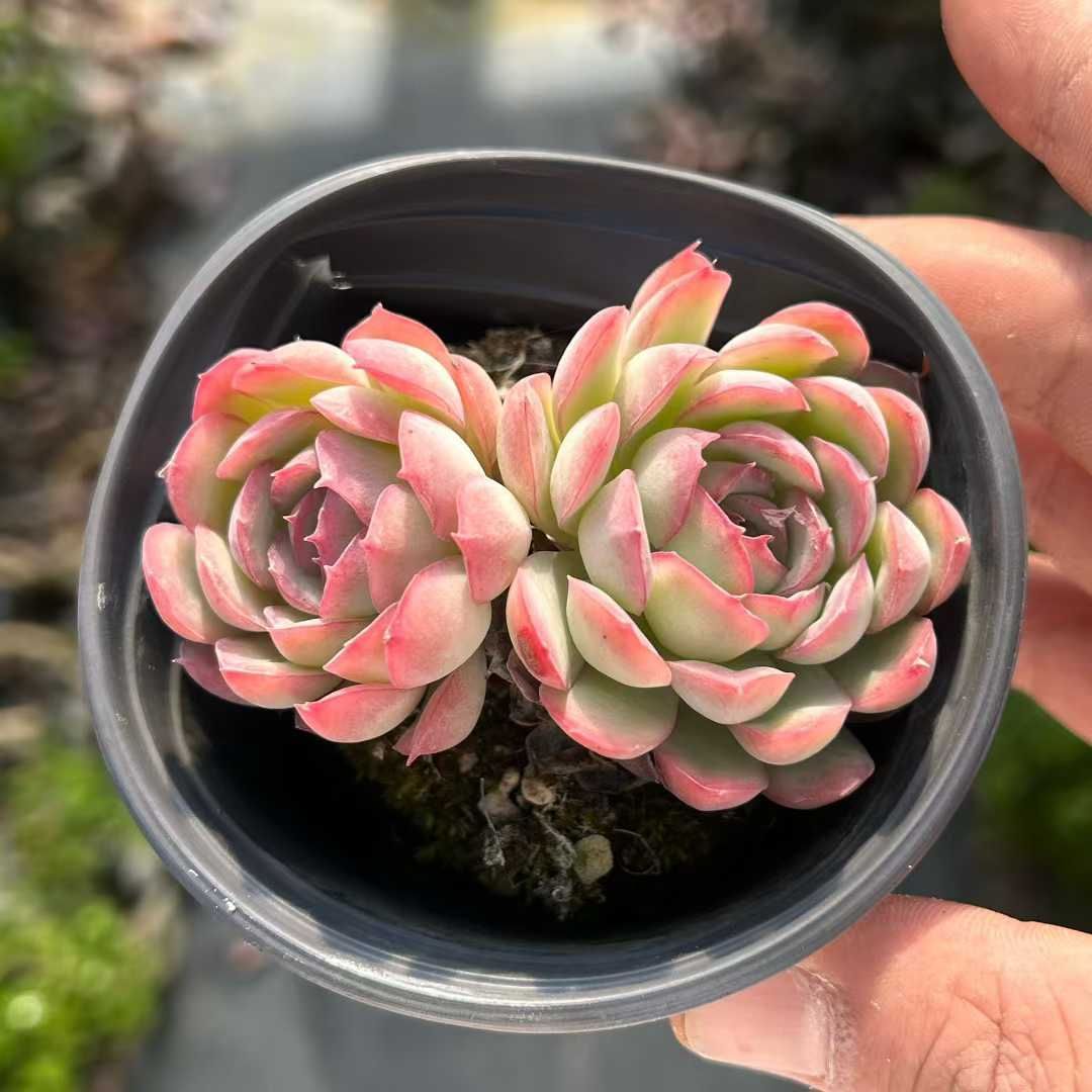 18株の抜き苗セット】イチゴアイス 多肉植物 佐川急便発送 エケベリア