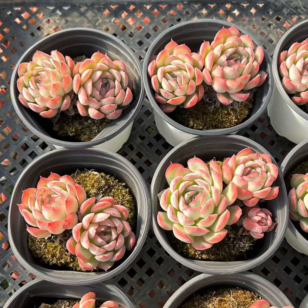 多肉植物　韓国苗　アイス　抜き苗 多肉植物 韓国苗 アイスアイス 抜き苗 - メルカリ