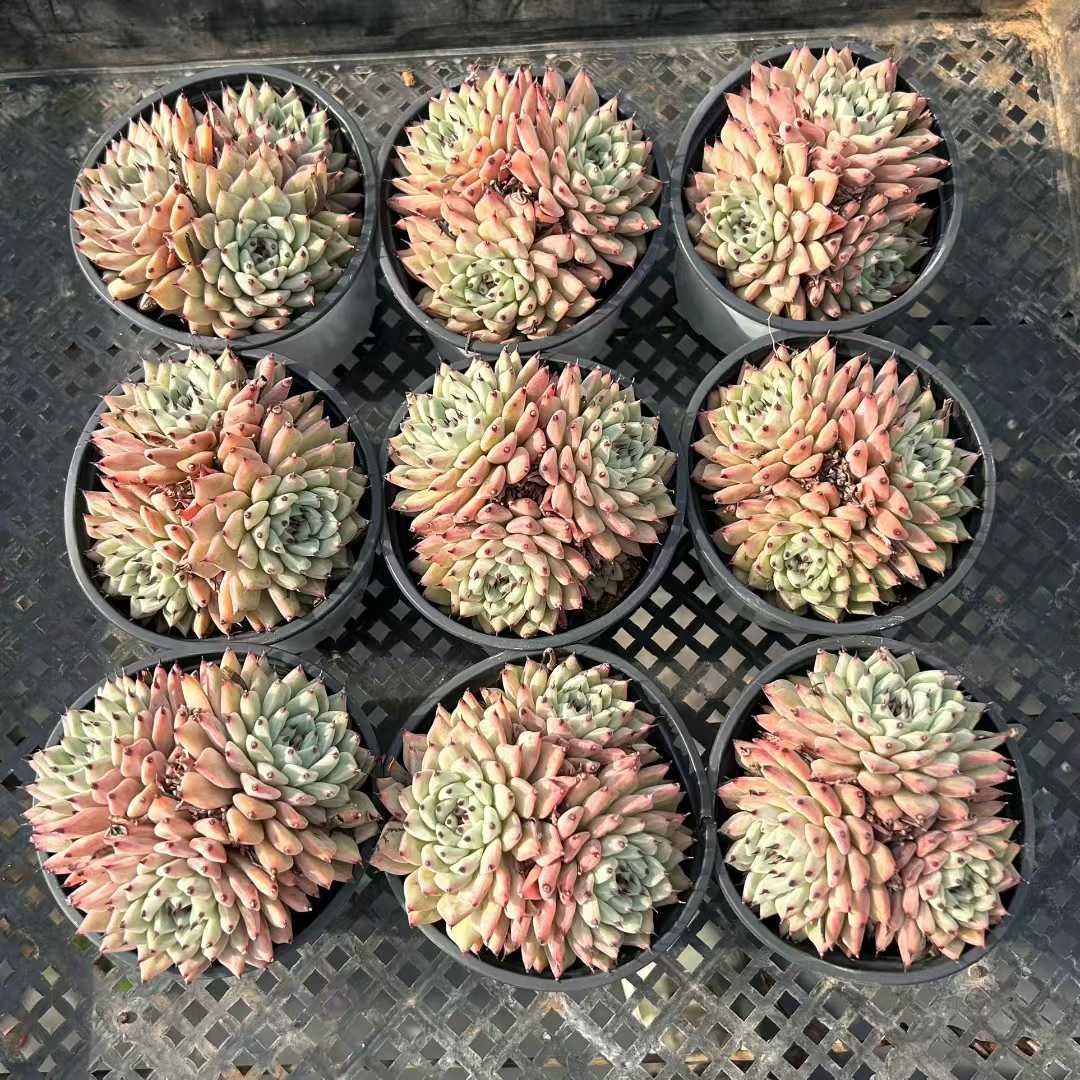 18株の抜き苗セット】グリーンツメ 多肉植物 佐川急便発送 エケベリア