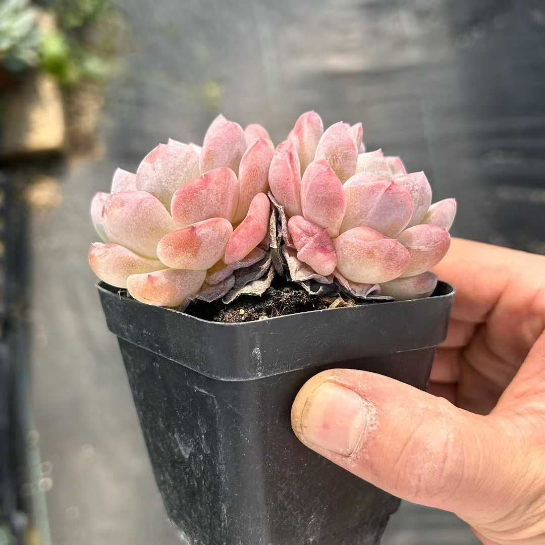 35株の抜き苗セット】アイスオレンジ2頭 多肉植物 佐川急便発送