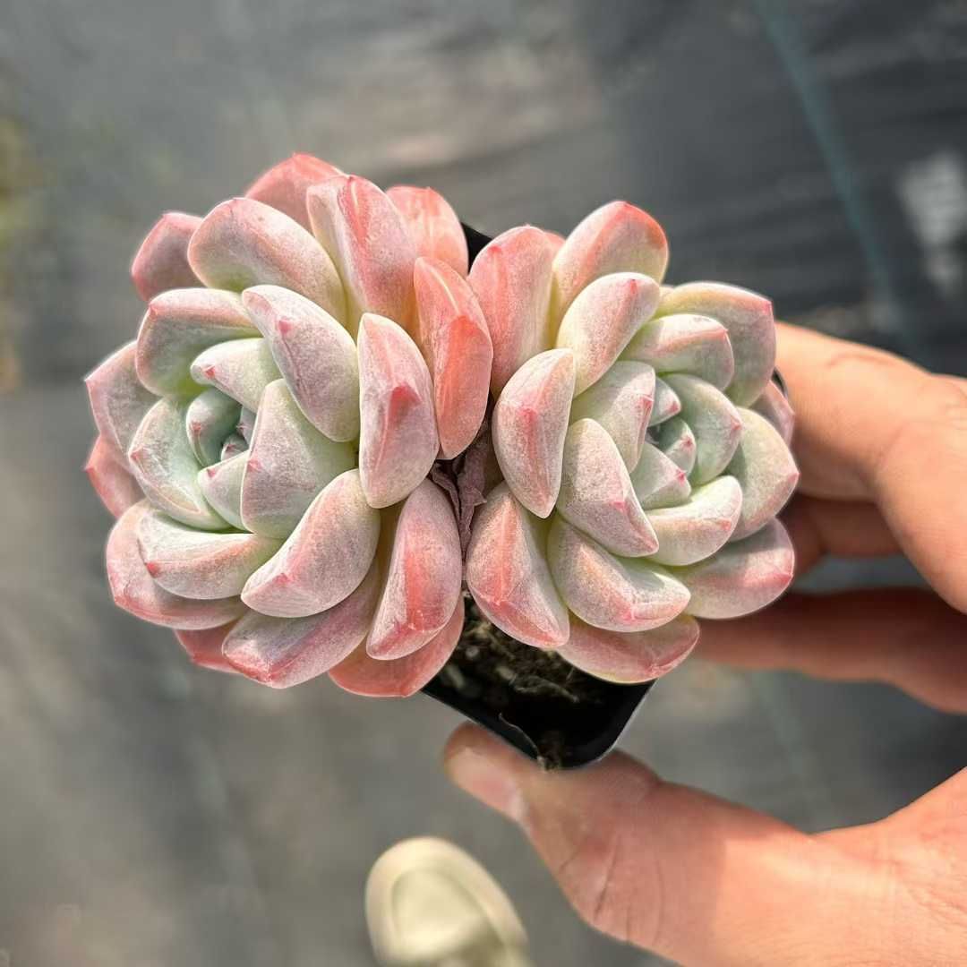 35株の抜き苗セット】アイスオレンジ2頭 多肉植物 佐川急便発送