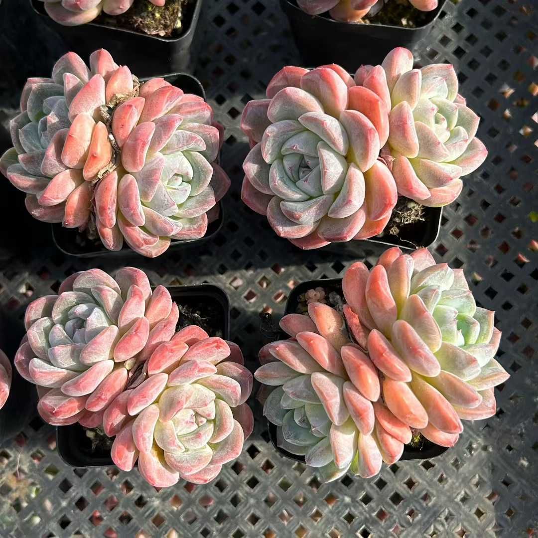 35株の抜き苗セット】アイスオレンジ2頭 多肉植物 佐川急便発送