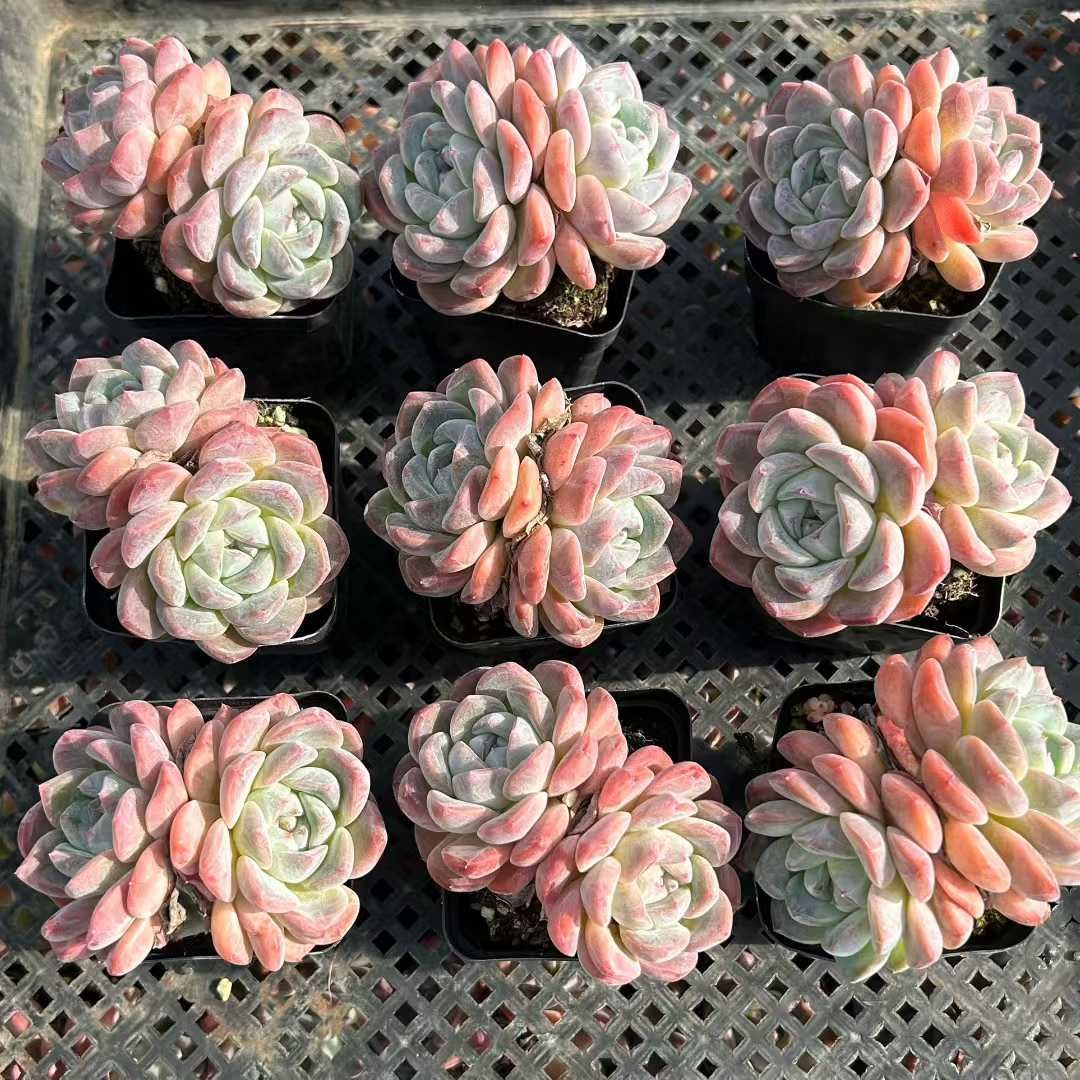 35株の抜き苗セット】アイスオレンジ2頭 多肉植物 佐川急便発送