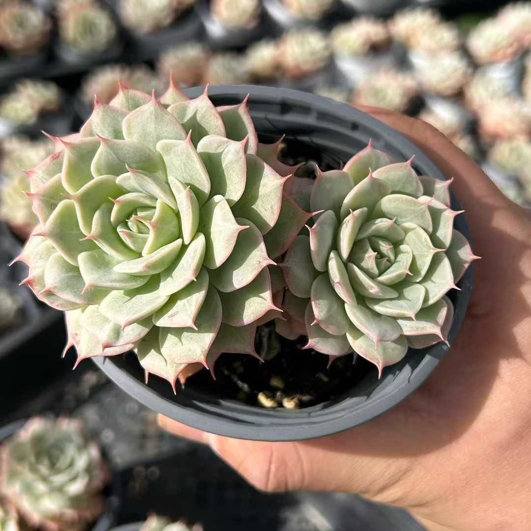 18株の抜き苗セット】スノーハス 多肉植物 佐川急便発送 エケベリア