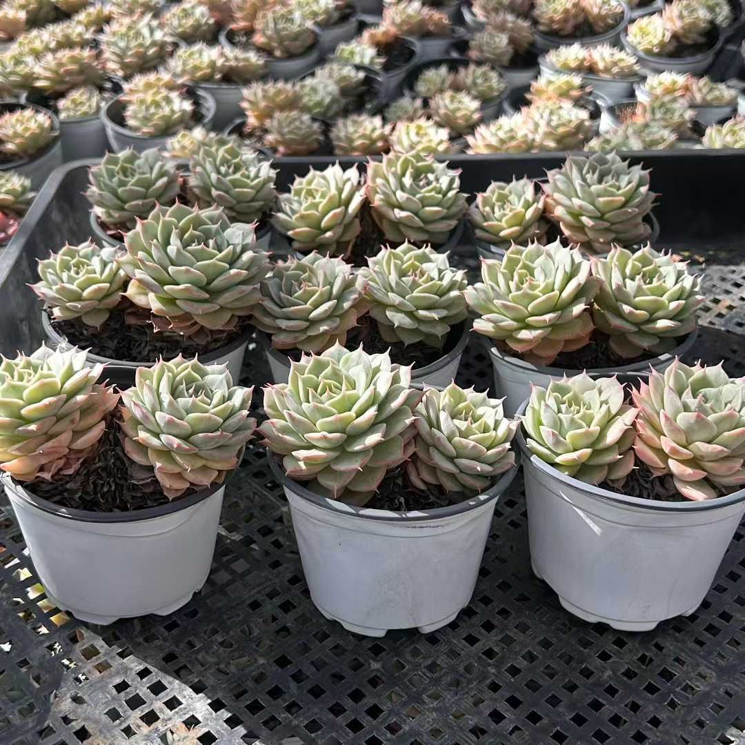 18株の抜き苗セット】スノーハス 多肉植物 佐川急便発送 エケベリア