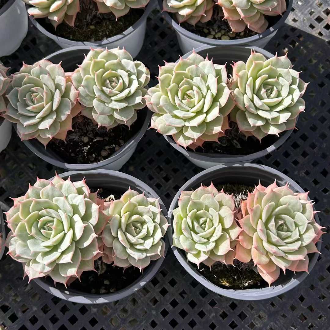 18株の抜き苗セット】スノーハス 多肉植物 佐川急便発送 エケベリア