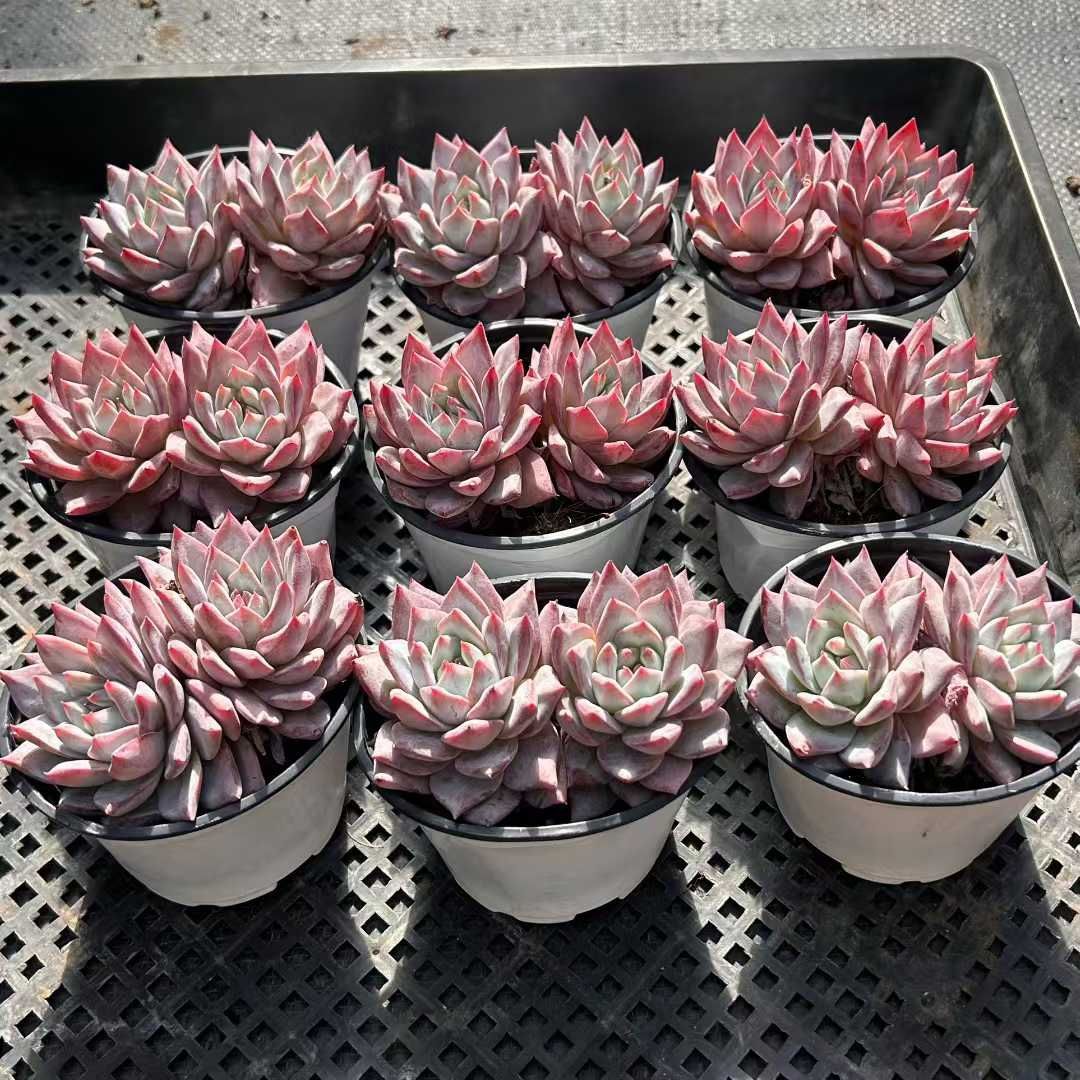 18株の抜き苗セット】ブルーバード 多肉植物 佐川急便発送 エケベリア