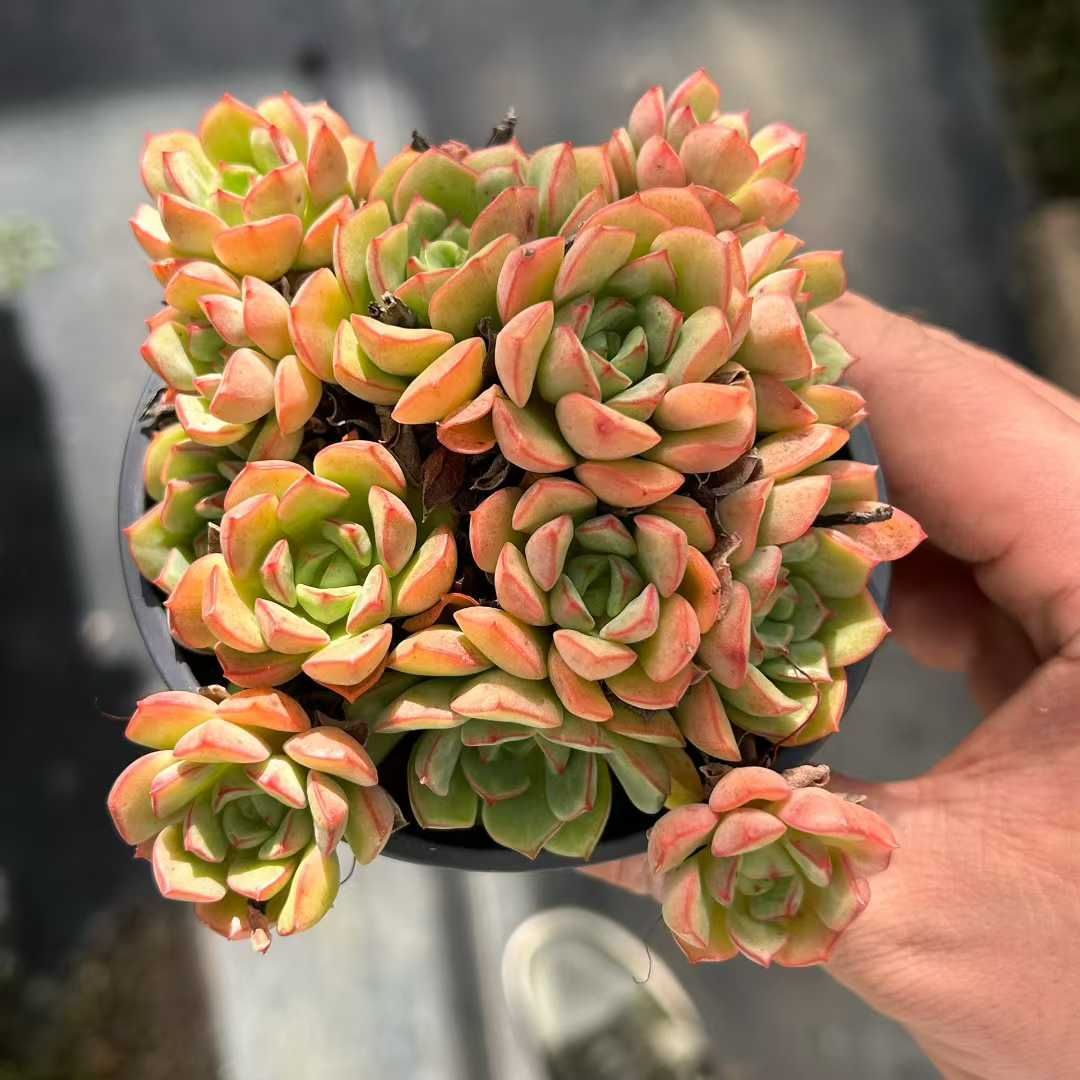 18株の抜き苗セット】ジュース 多肉植物 佐川急便発送 エケベリア 韓国