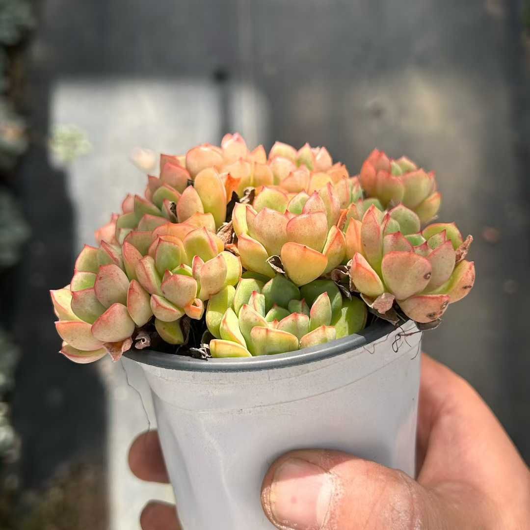 18株の抜き苗セット】ジュース 多肉植物 佐川急便発送 エケベリア 韓国