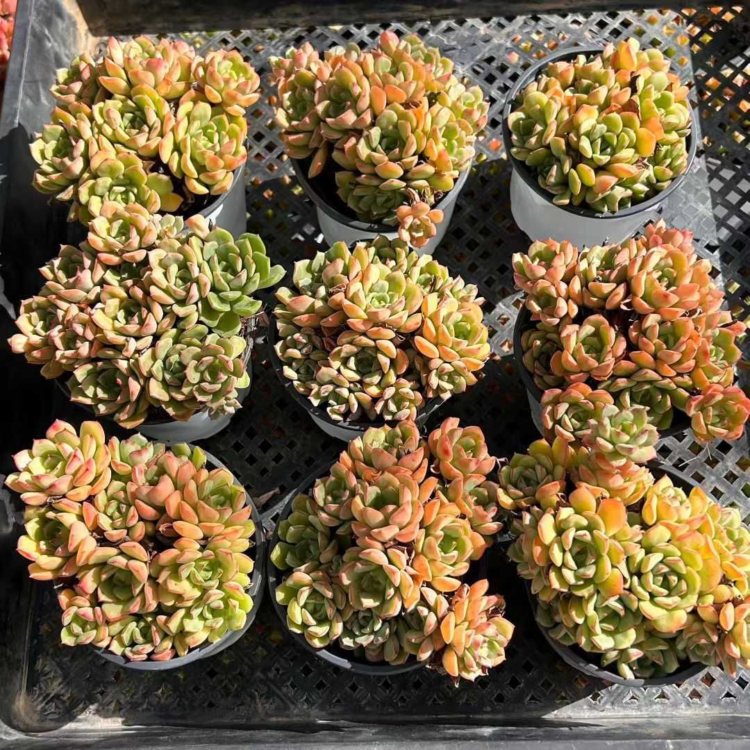 多肉植物抜き苗セット 多肉植物 (抜き苗) 4苗セット 多肉植物 エケベリアSKETCH 通販