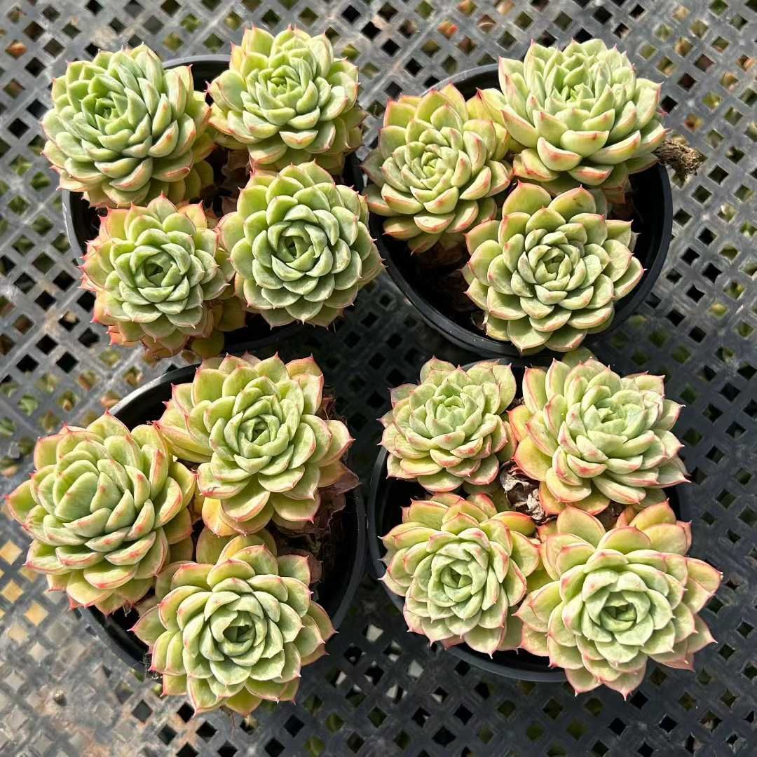 ෆ˚*感謝セールෆ˚* ライムジュース 1苗 抜き苗 寄せ植え 多肉植物 ෆ