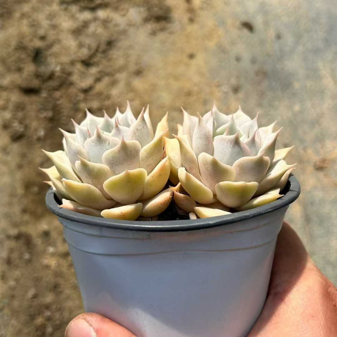 18株の抜き苗セット】ルナレン 多肉植物 佐川急便発送 エケベリア 韓国