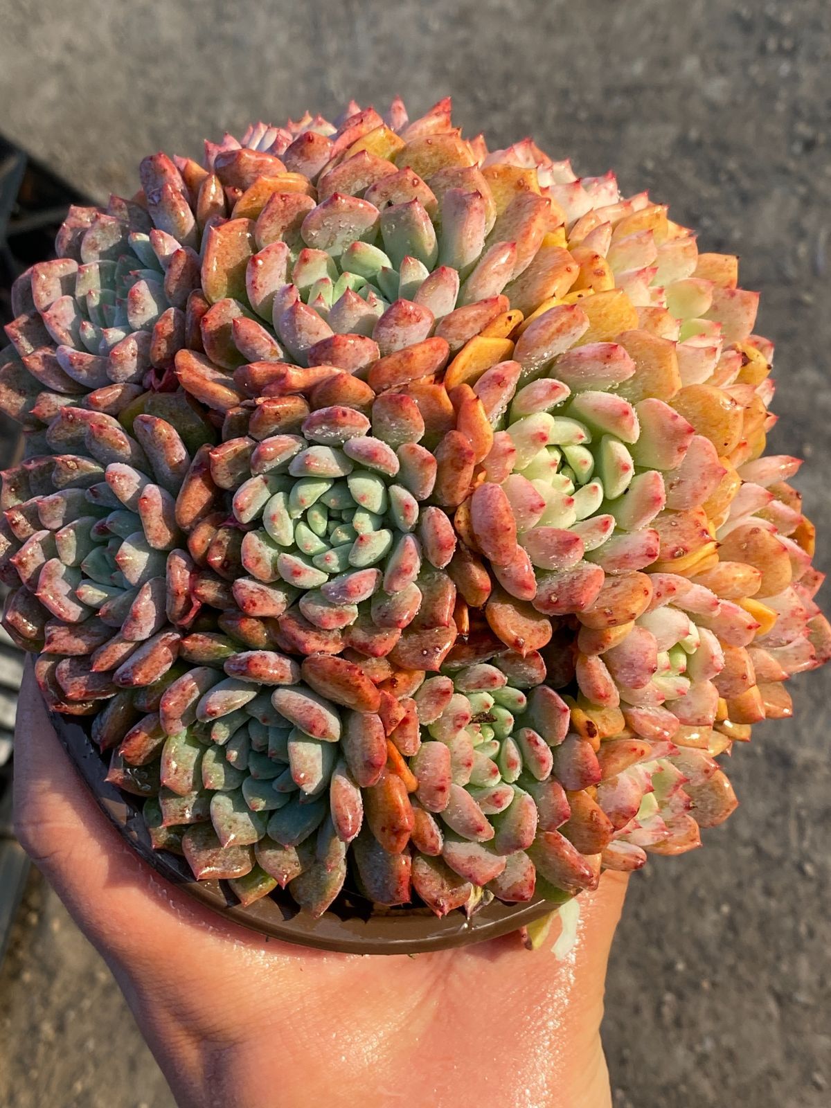 15株の抜き苗セット】キュートバブル群生 多肉植物 佐川急便発送