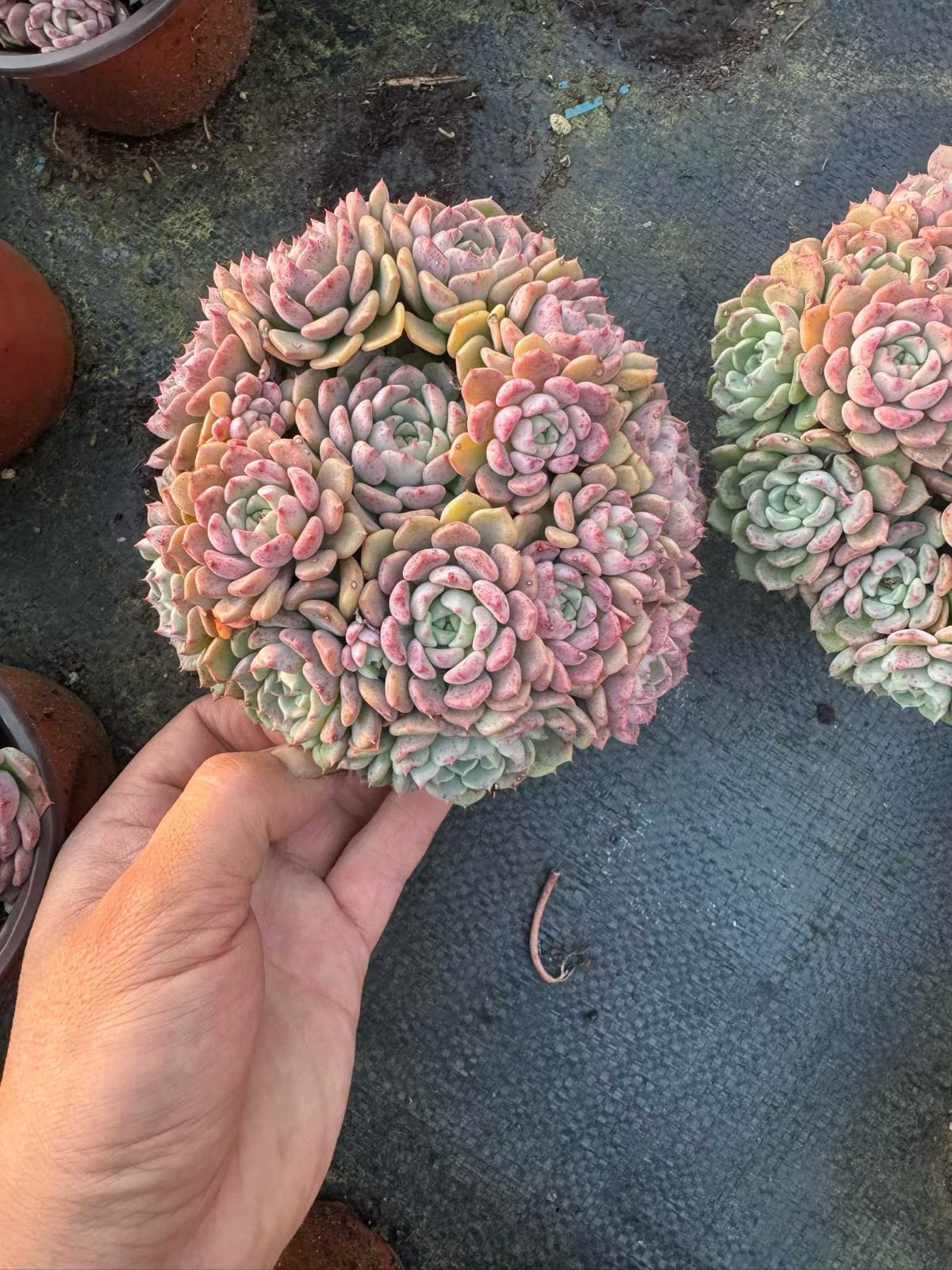 15株の抜き苗セット】キュートバブル群生 多肉植物 佐川急便発送